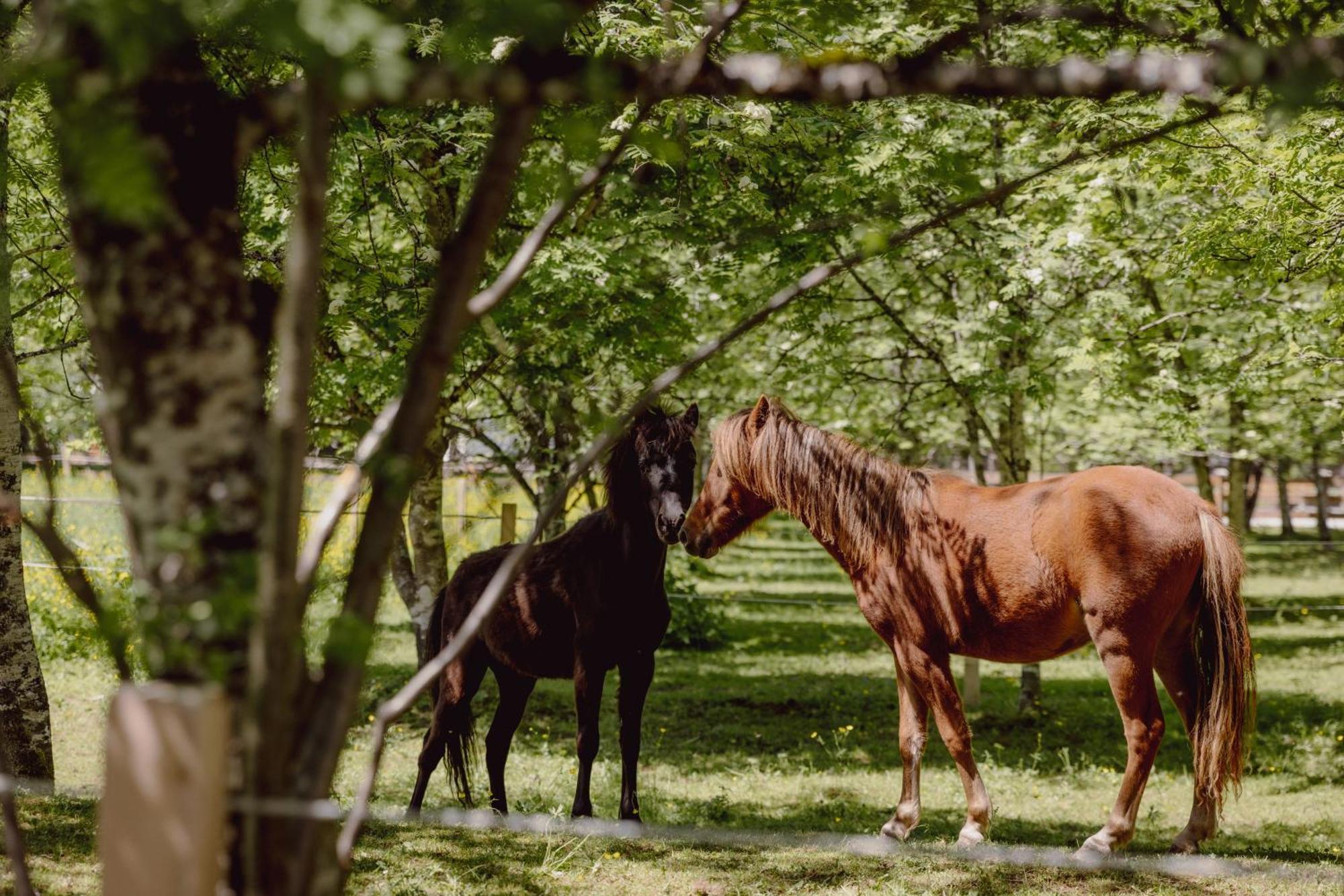 Mariengut - Natur Aparthotel Kramer Wagrain Bagian luar foto